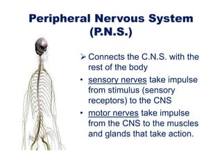 Peripheral Nervous System
(P.N.S.)
 Connects the C.N.S. with the
rest of the body
• sensory nerves take impulse
from stimulus (sensory
receptors) to the CNS
• motor nerves take impulse
from the CNS to the muscles
and glands that take action.

 