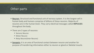 Other parts
 Neuron- Structural and functional unit of nervous system. It is the longest cell in
human body and humans comprise of billions of these neurons. Majority of
neurons are in the human brain. They carry electrical messages called IMPULSES
throughout the body.
 There are 3 types of neurons-
 Sensory Neuron
 Motor Neuron
 Relay Neuron(Inter Neuron)
 Synapsis- It is an area of functional contact between neuron and another for
purpose of transferring information either to neuron or gland or Skeletal muscle.
 