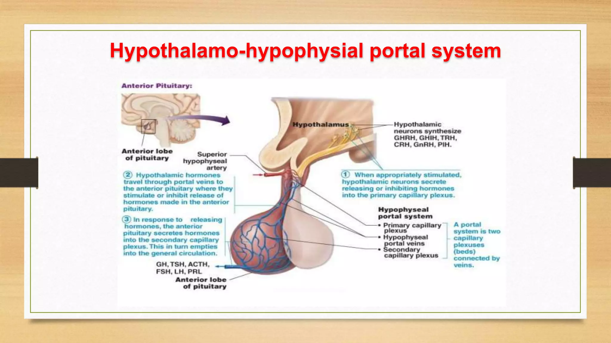 Hypothalamo-hypophysial portal system
 