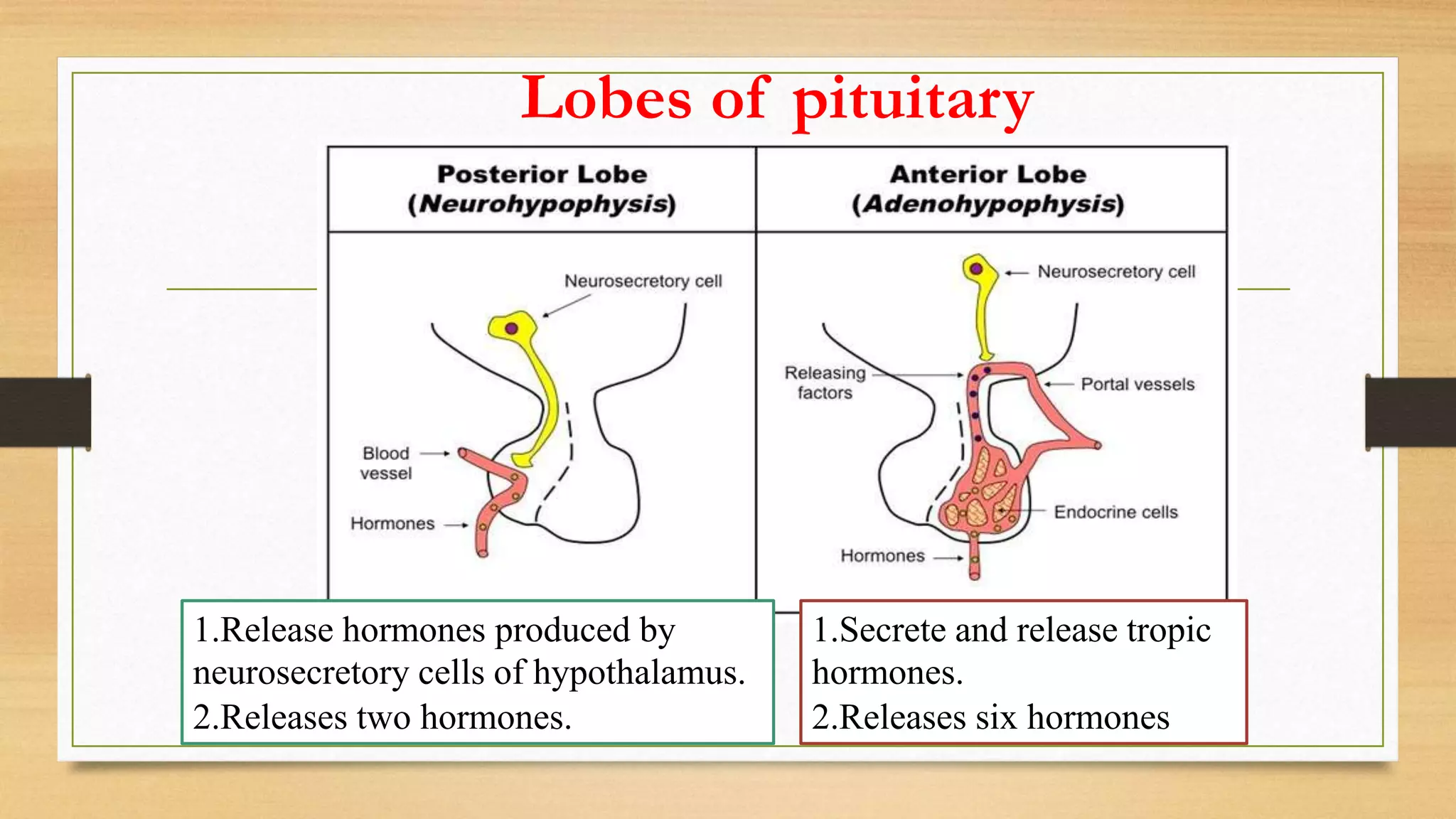 Lobes of pituitary
1.Release hormones produced by
neurosecretory cells of hypothalamus.
2.Releases two hormones.
1.Secrete and release tropic
hormones.
2.Releases six hormones
 