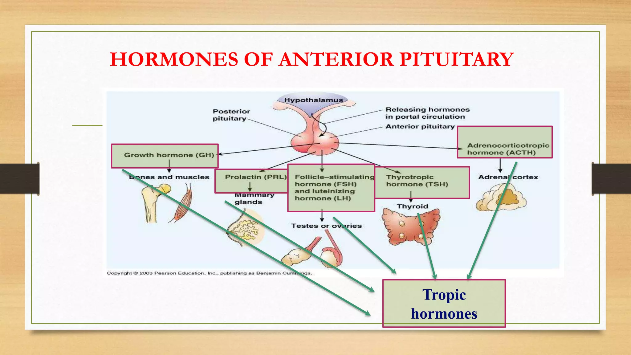 HORMONES OF ANTERIOR PITUITARY
Tropic
hormones
 