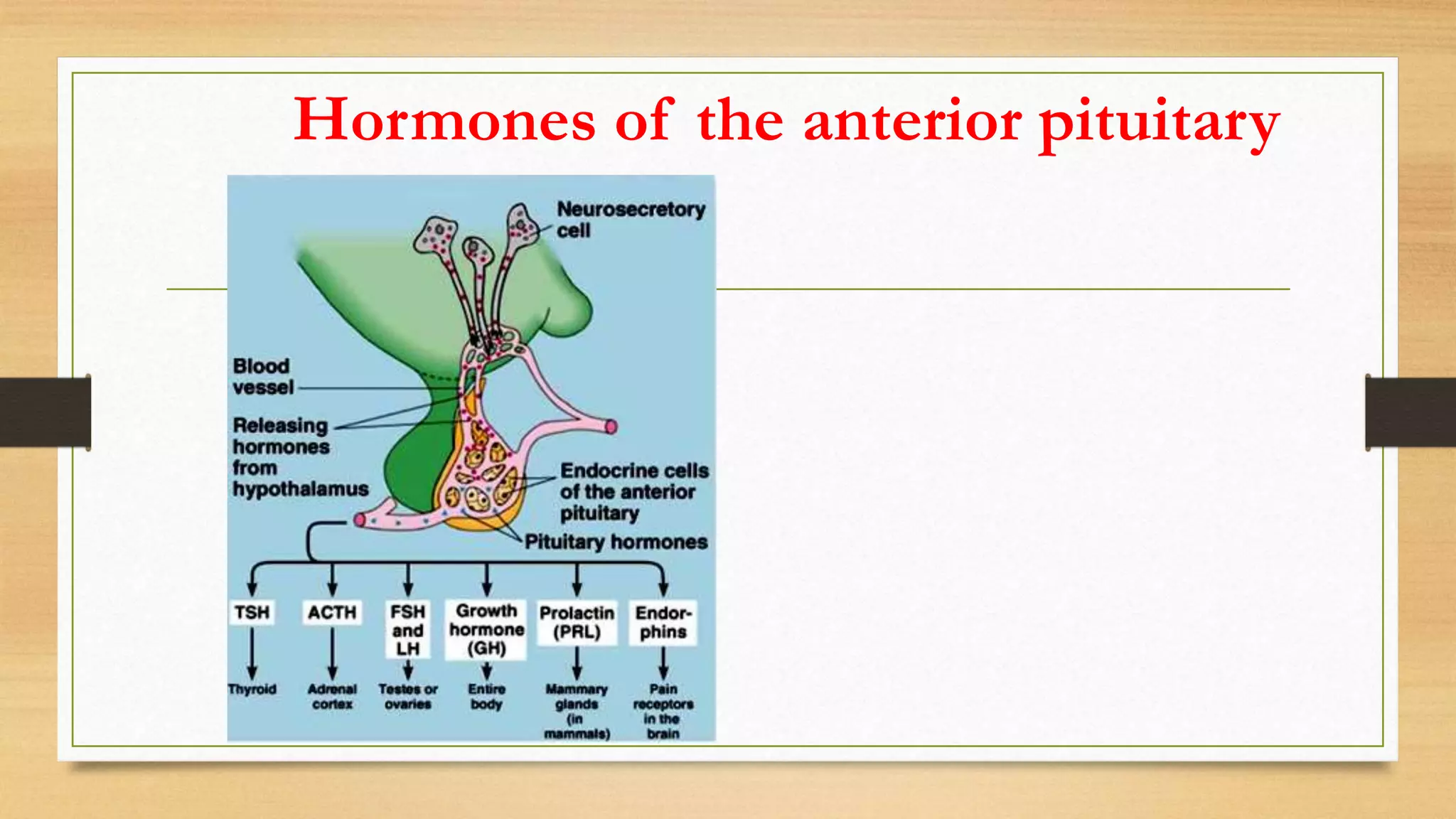 Hormones of the anterior pituitary
 