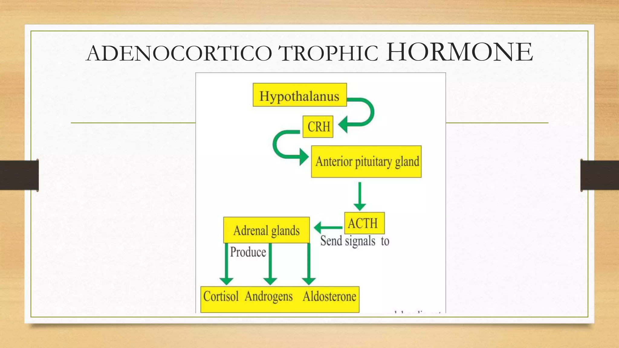 ADENOCORTICO TROPHIC HORMONE
 