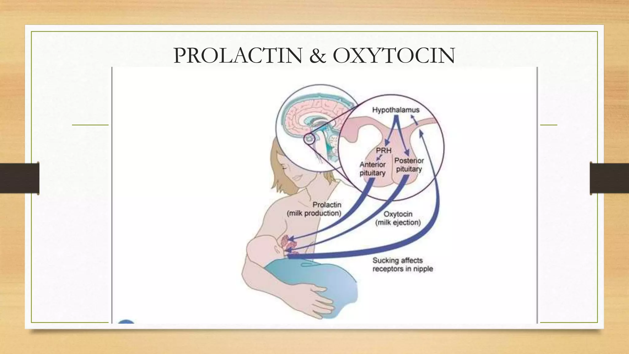 PROLACTIN & OXYTOCIN
 