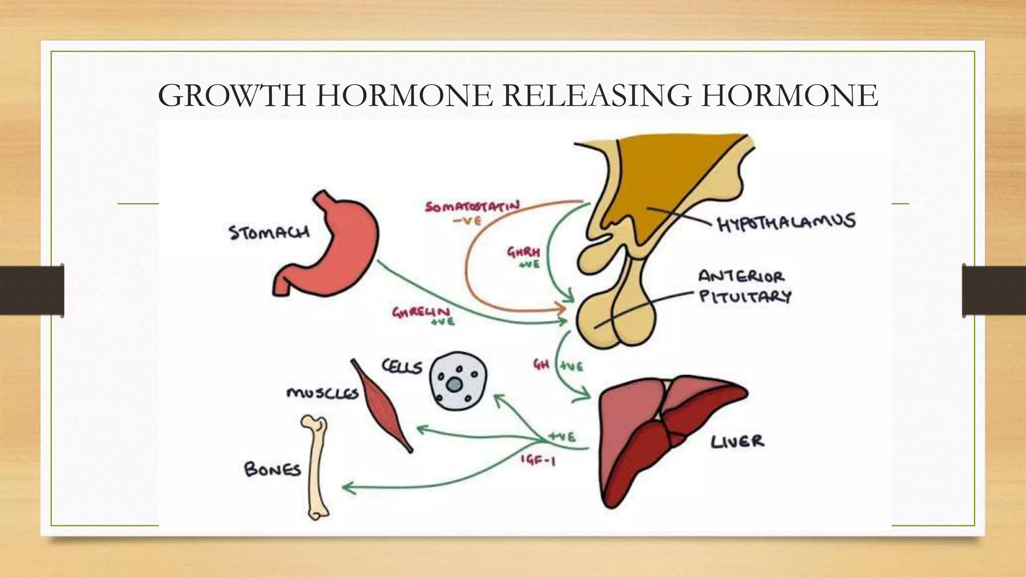 GROWTH HORMONE RELEASING HORMONE
 