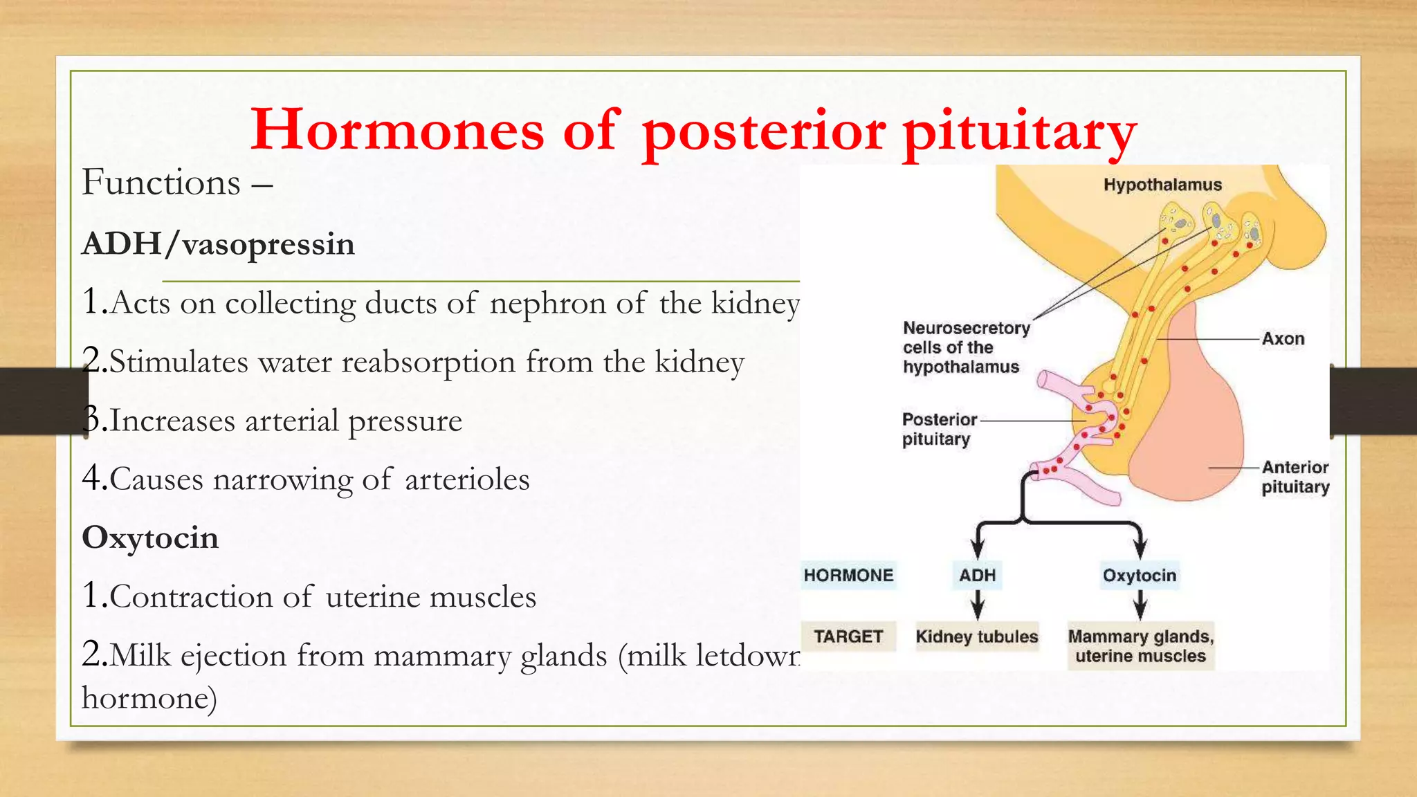 Hormones of posterior pituitary
Functions –
ADH/vasopressin
1.Acts on collecting ducts of nephron of the kidney.
2.Stimulates water reabsorption from the kidney
3.Increases arterial pressure
4.Causes narrowing of arterioles
Oxytocin
1.Contraction of uterine muscles
2.Milk ejection from mammary glands (milk letdown
hormone)
 