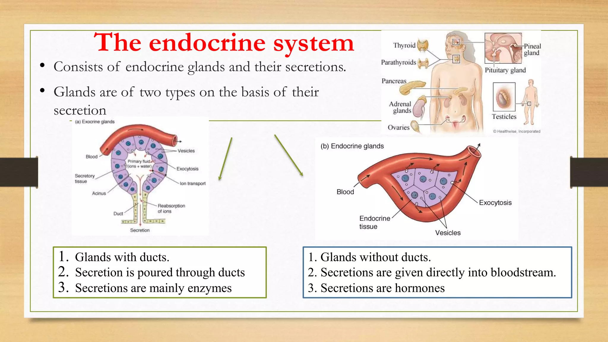 The endocrine system
• Consists of endocrine glands and their secretions.
• Glands are of two types on the basis of their
secretion
1. Glands with ducts.
2. Secretion is poured through ducts
3. Secretions are mainly enzymes
1. Glands without ducts.
2. Secretions are given directly into bloodstream.
3. Secretions are hormones
 