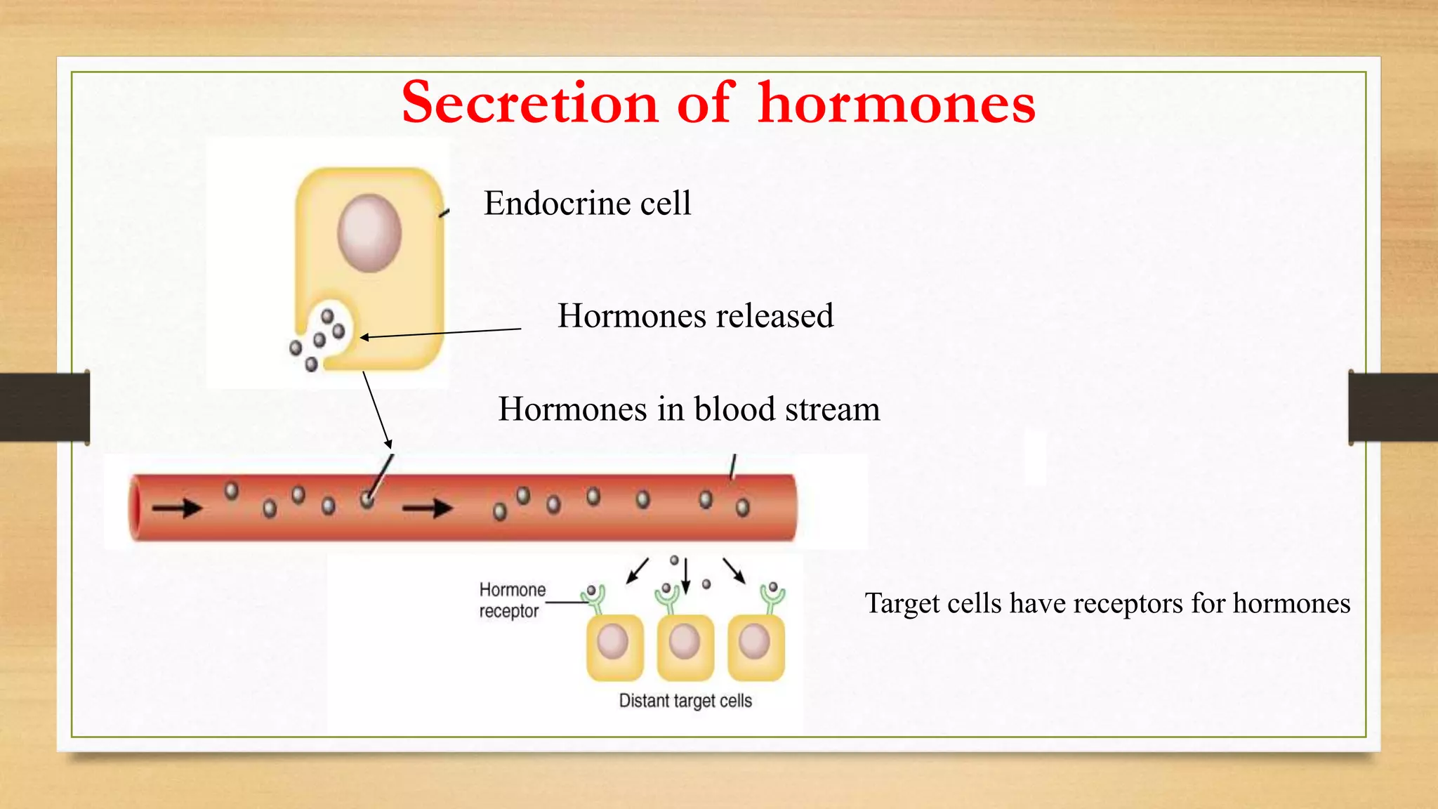 Secretion of hormones
Endocrine cell
Hormones released
Hormones in blood stream
Target cells have receptors for hormones
 