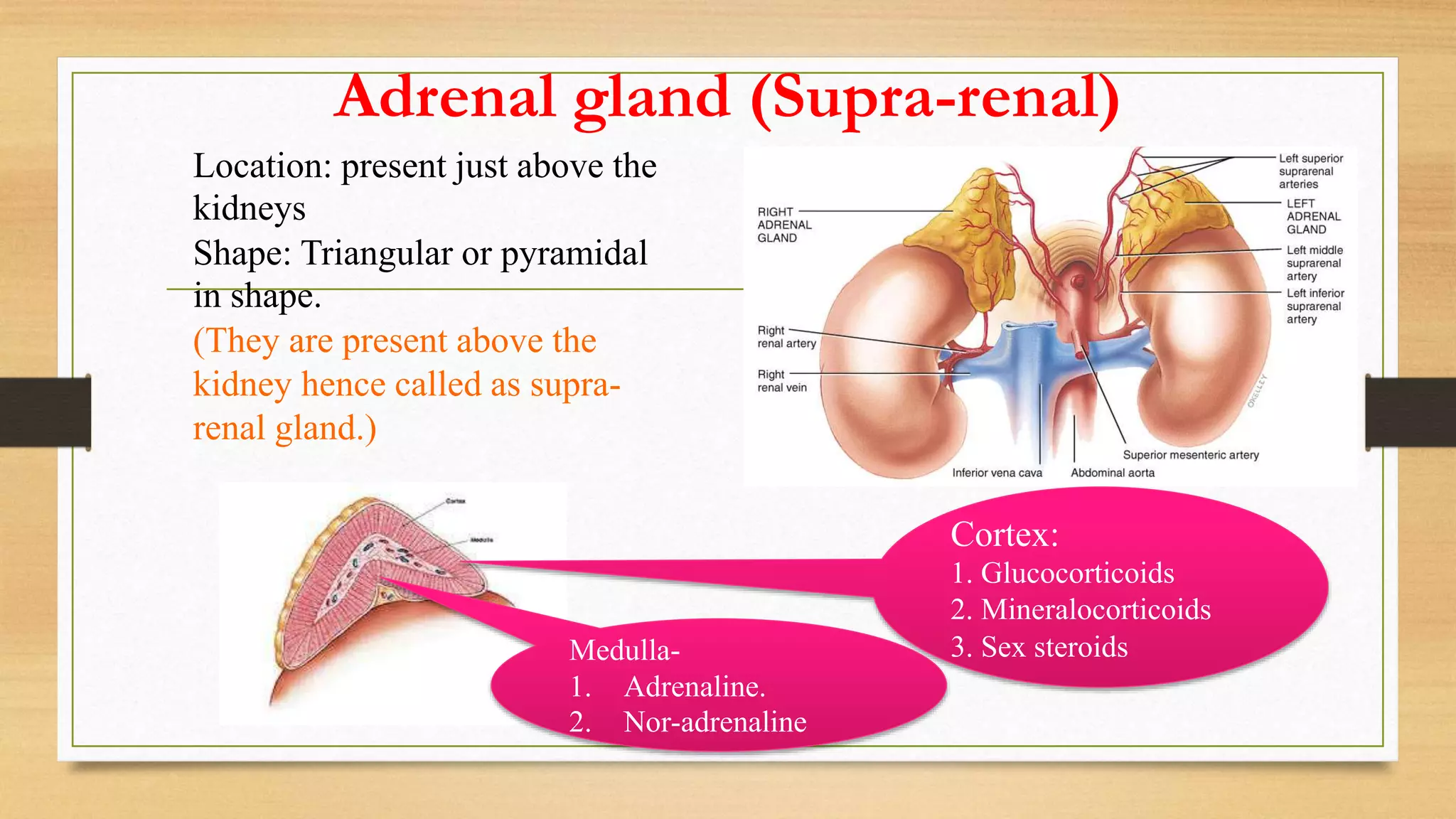 Adrenal gland (Supra-renal)
Location: present just above the
kidneys
Shape: Triangular or pyramidal
in shape.
(They are present above the
kidney hence called as supra-
renal gland.)
Cortex:
1. Glucocorticoids
2. Mineralocorticoids
3. Sex steroidsMedulla-
1. Adrenaline.
2. Nor-adrenaline
 