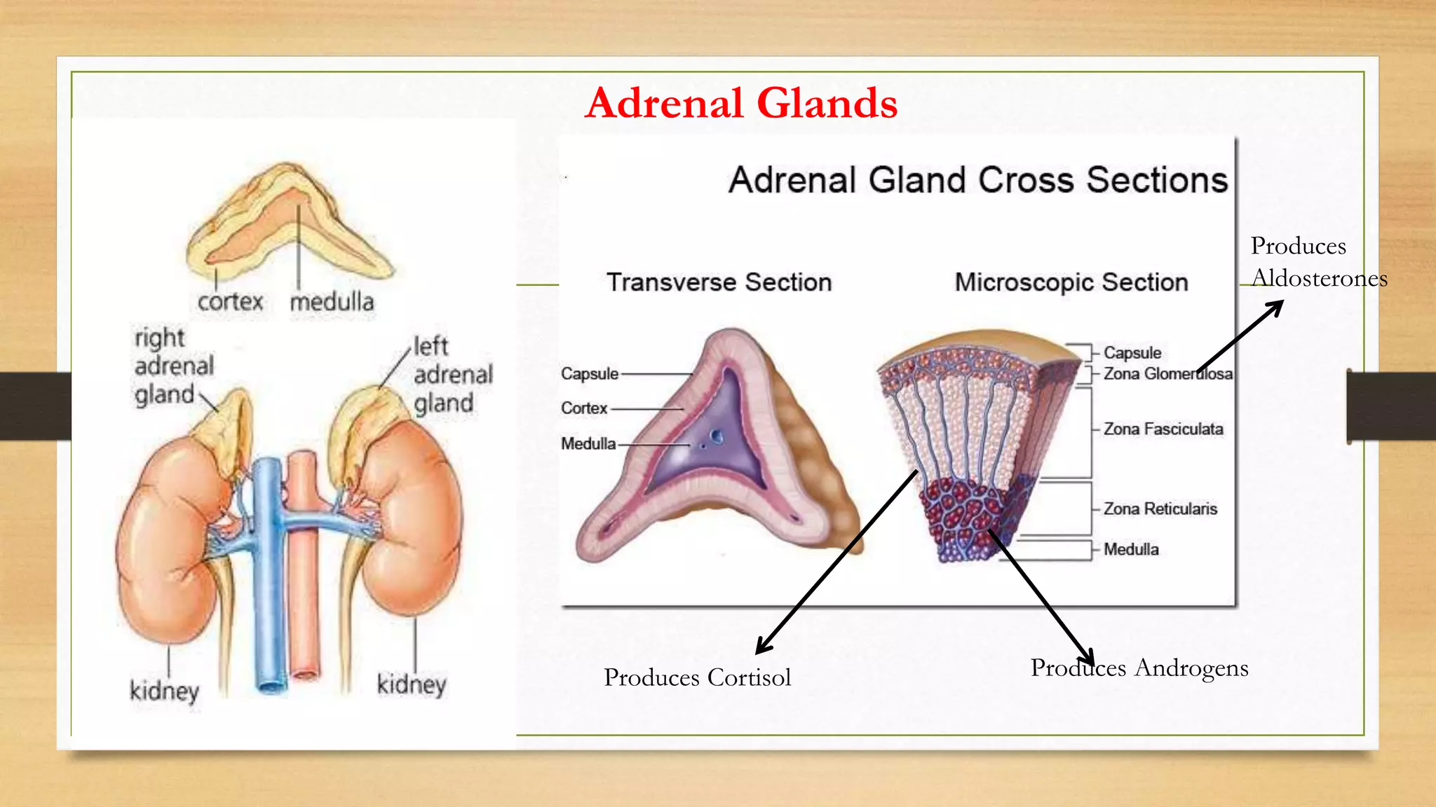 Adrenal Glands
Produces Cortisol Produces Androgens
Produces
Aldosterones
 