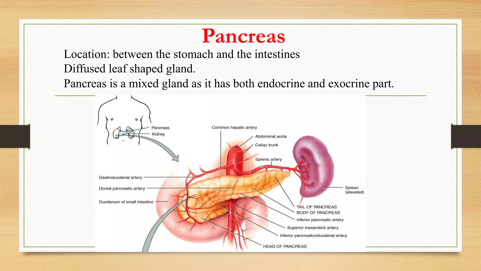 Pancreas
Location: between the stomach and the intestines
Diffused leaf shaped gland.
Pancreas is a mixed gland as it has both endocrine and exocrine part.
 