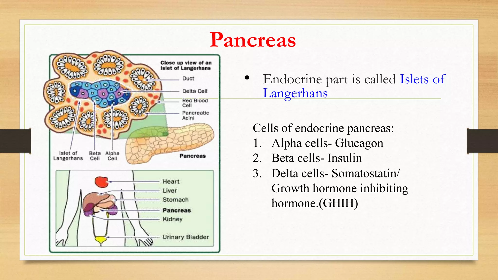 Pancreas
• Endocrine part is called Islets of
Langerhans
Cells of endocrine pancreas:
1. Alpha cells- Glucagon
2. Beta cells- Insulin
3. Delta cells- Somatostatin/
Growth hormone inhibiting
hormone.(GHIH)
 