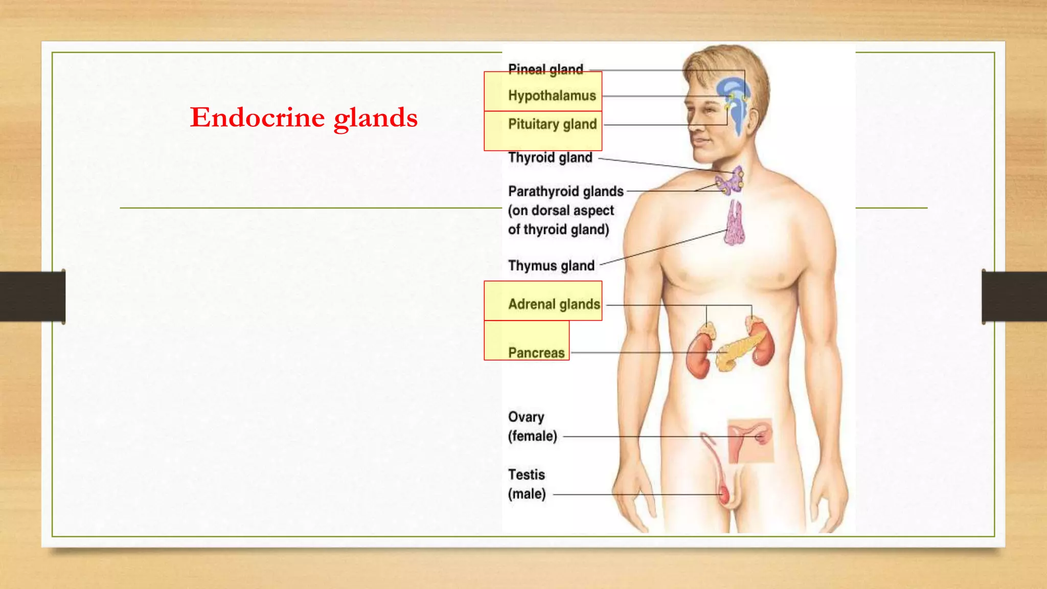 Endocrine glands
 