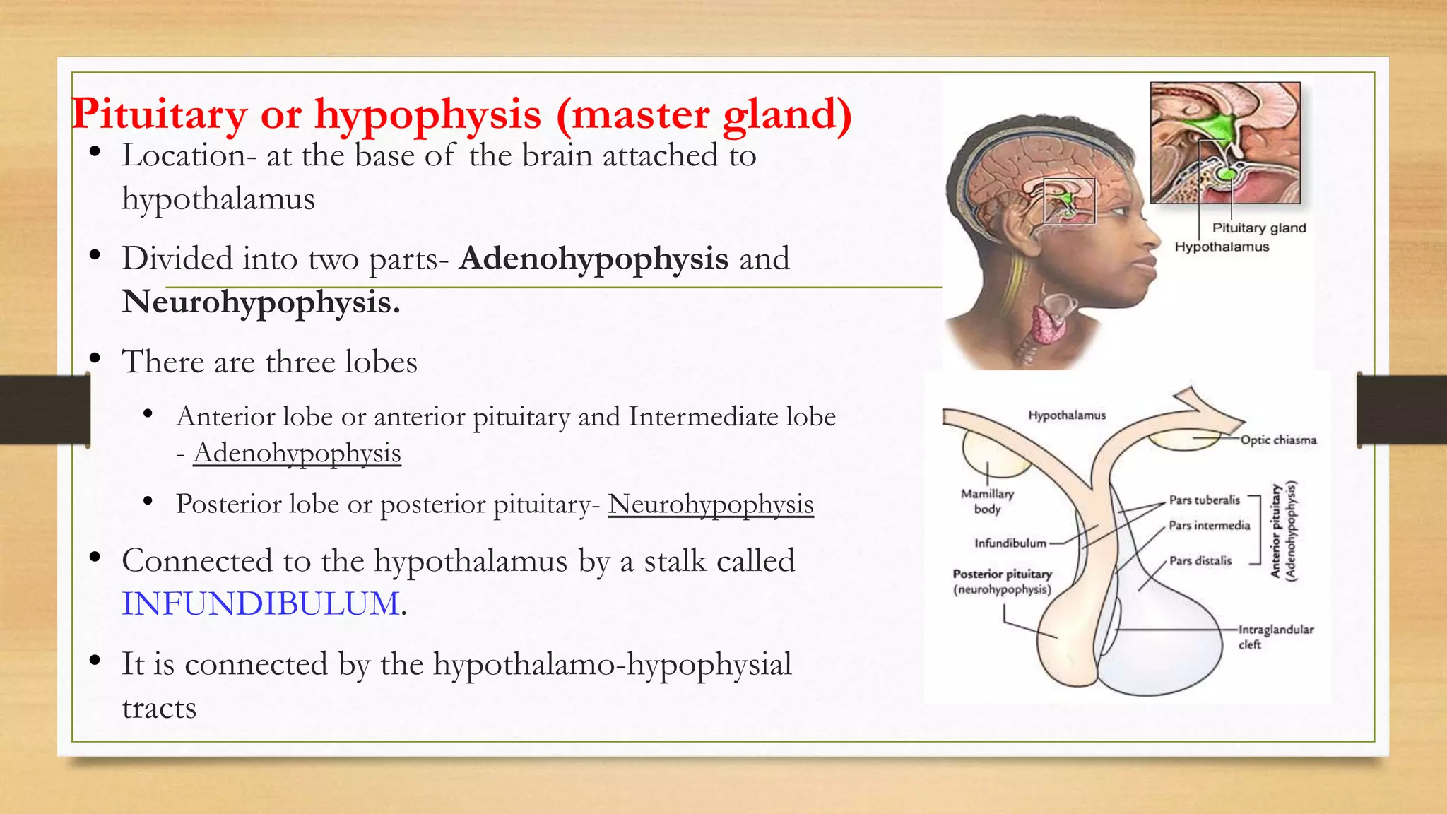 Pituitary or hypophysis (master gland)
• Location- at the base of the brain attached to
hypothalamus
• Divided into two parts- Adenohypophysis and
Neurohypophysis.
• There are three lobes
• Anterior lobe or anterior pituitary and Intermediate lobe
- Adenohypophysis
• Posterior lobe or posterior pituitary- Neurohypophysis
• Connected to the hypothalamus by a stalk called
INFUNDIBULUM.
• It is connected by the hypothalamo-hypophysial
tracts
 