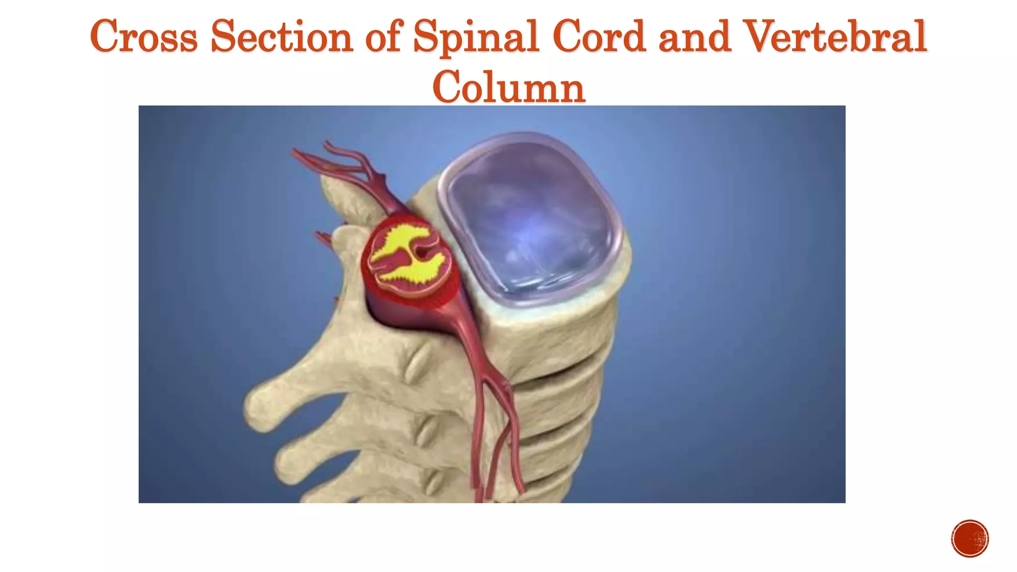 Cross Section of Spinal Cord and Vertebral
Column
 