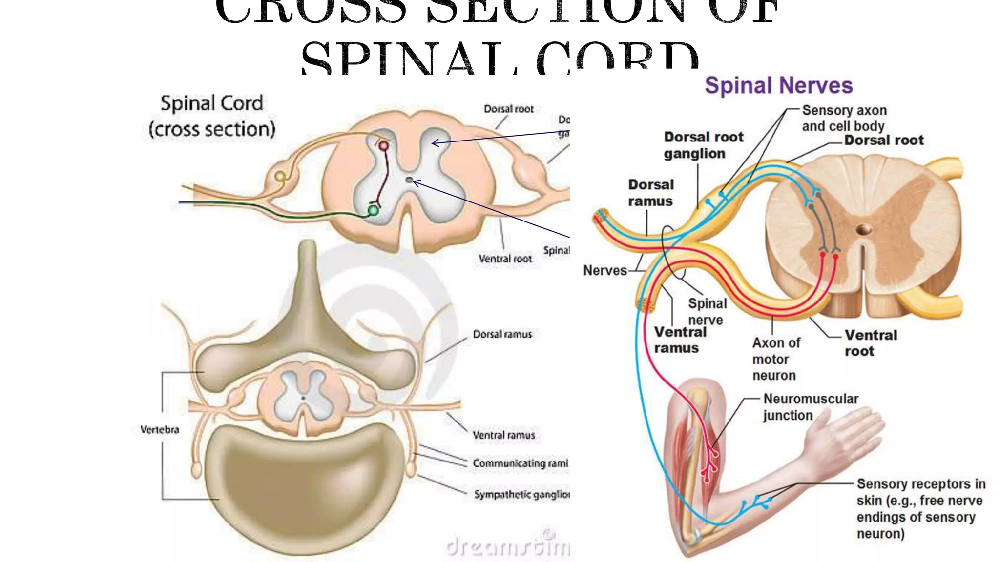Central canal-
filled with CSF
H- shaped grey
matter.
It is located inside
the neural canal
of the vertebral
column
 