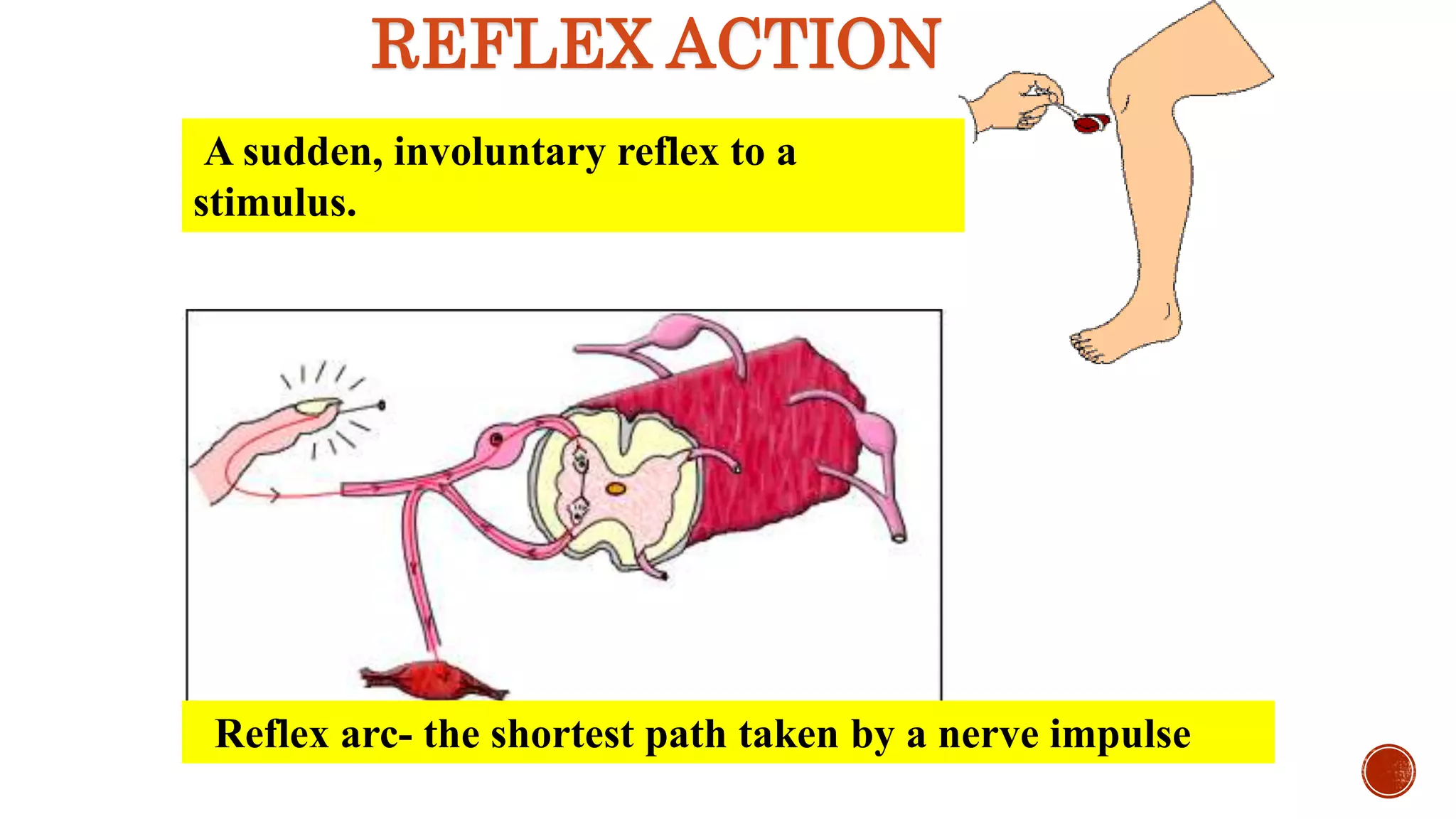 REFLEX ACTION
Reflex arc- the shortest path taken by a nerve impulse
A sudden, involuntary reflex to a
stimulus.
 