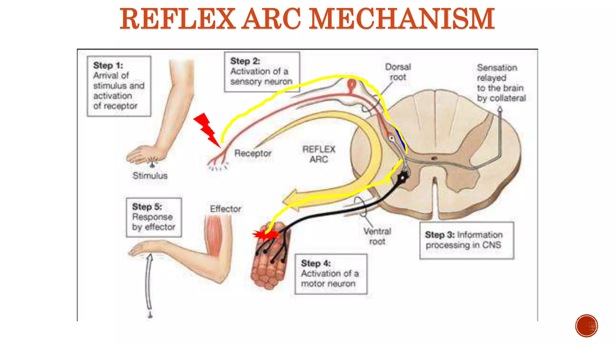 REFLEX ARC MECHANISM
 