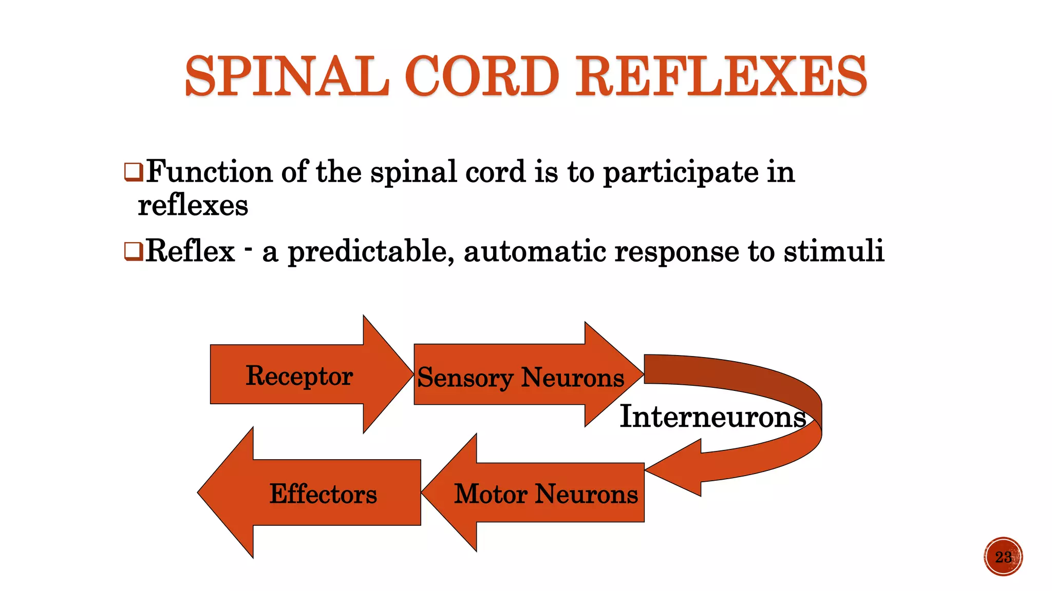 SPINAL CORD REFLEXES
Function of the spinal cord is to participate in
reflexes
Reflex - a predictable, automatic response to stimuli
23
Receptor Sensory Neurons
Effectors Motor Neurons
Interneurons
 