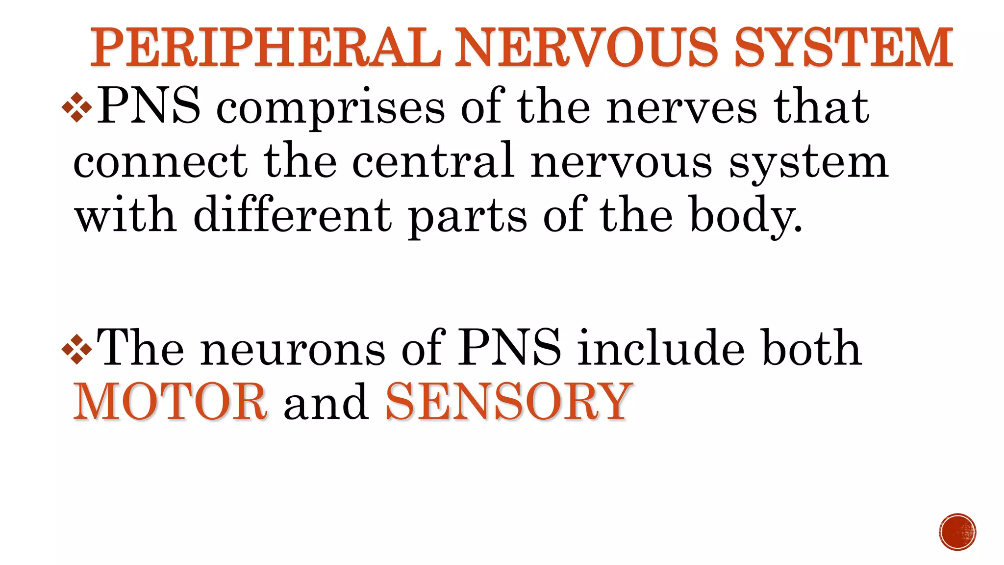 PERIPHERAL NERVOUS SYSTEM
PNS comprises of the nerves that
connect the central nervous system
with different parts of the body.
The neurons of PNS include both
MOTOR and SENSORY
 