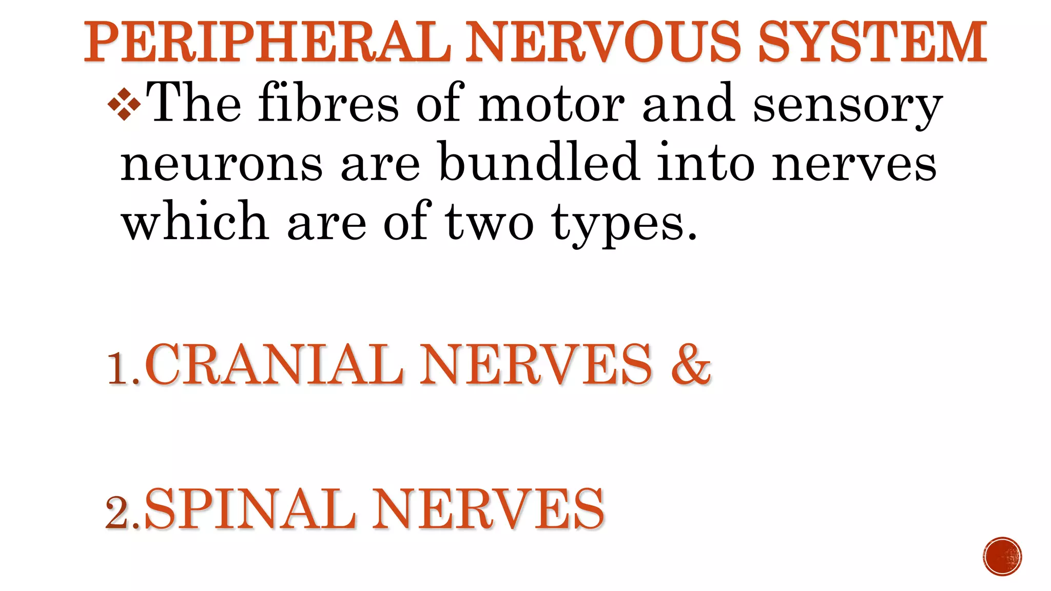 PERIPHERAL NERVOUS SYSTEM
The fibres of motor and sensory
neurons are bundled into nerves
which are of two types.
1.CRANIAL NERVES &
2.SPINAL NERVES
 