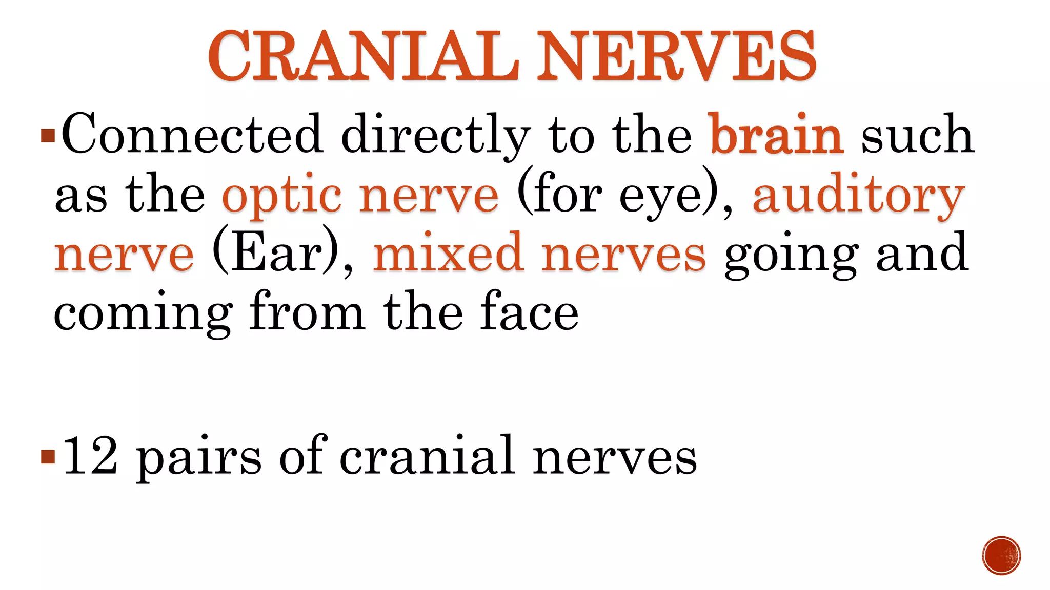 Connected directly to the brain such
as the optic nerve (for eye), auditory
nerve (Ear), mixed nerves going and
coming from the face
12 pairs of cranial nerves
CRANIAL NERVES
 