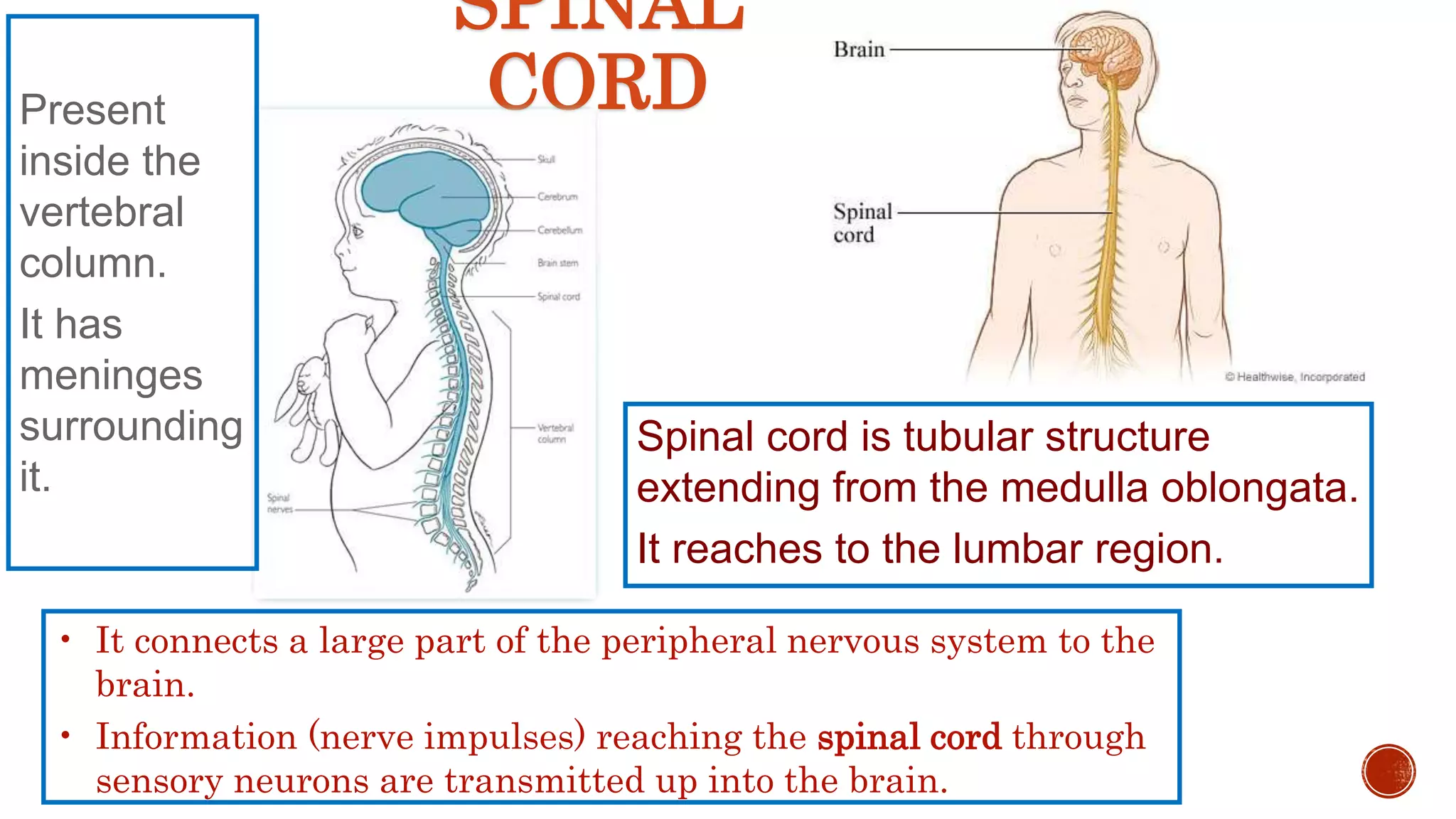 SPINAL
CORD
Spinal cord is tubular structure
extending from the medulla oblongata.
It reaches to the lumbar region.
Present
inside the
vertebral
column.
It has
meninges
surrounding
it.
• It connects a large part of the peripheral nervous system to the
brain.
• Information (nerve impulses) reaching the spinal cord through
sensory neurons are transmitted up into the brain.
 