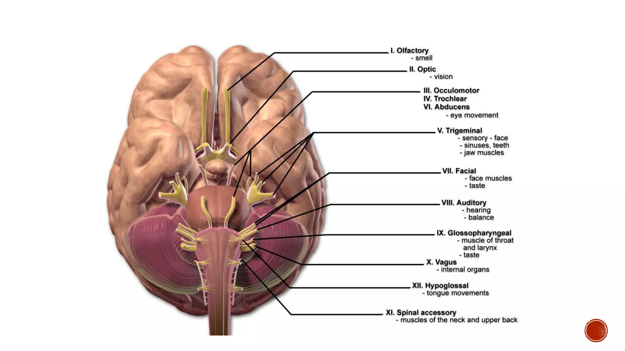 CRANIAL NERVES
 