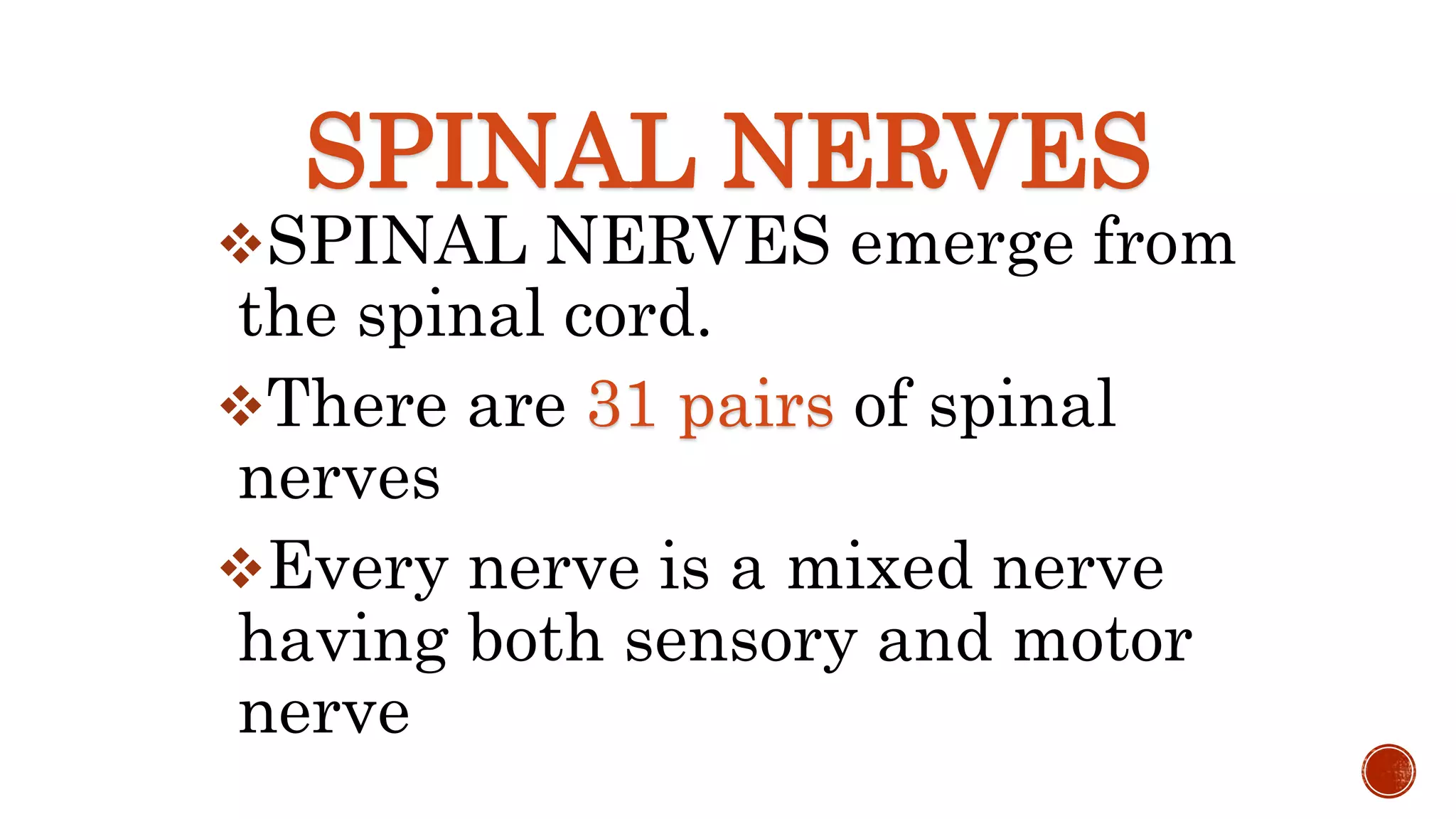 SPINAL NERVES
SPINAL NERVES emerge from
the spinal cord.
There are 31 pairs of spinal
nerves
Every nerve is a mixed nerve
having both sensory and motor
nerve
 