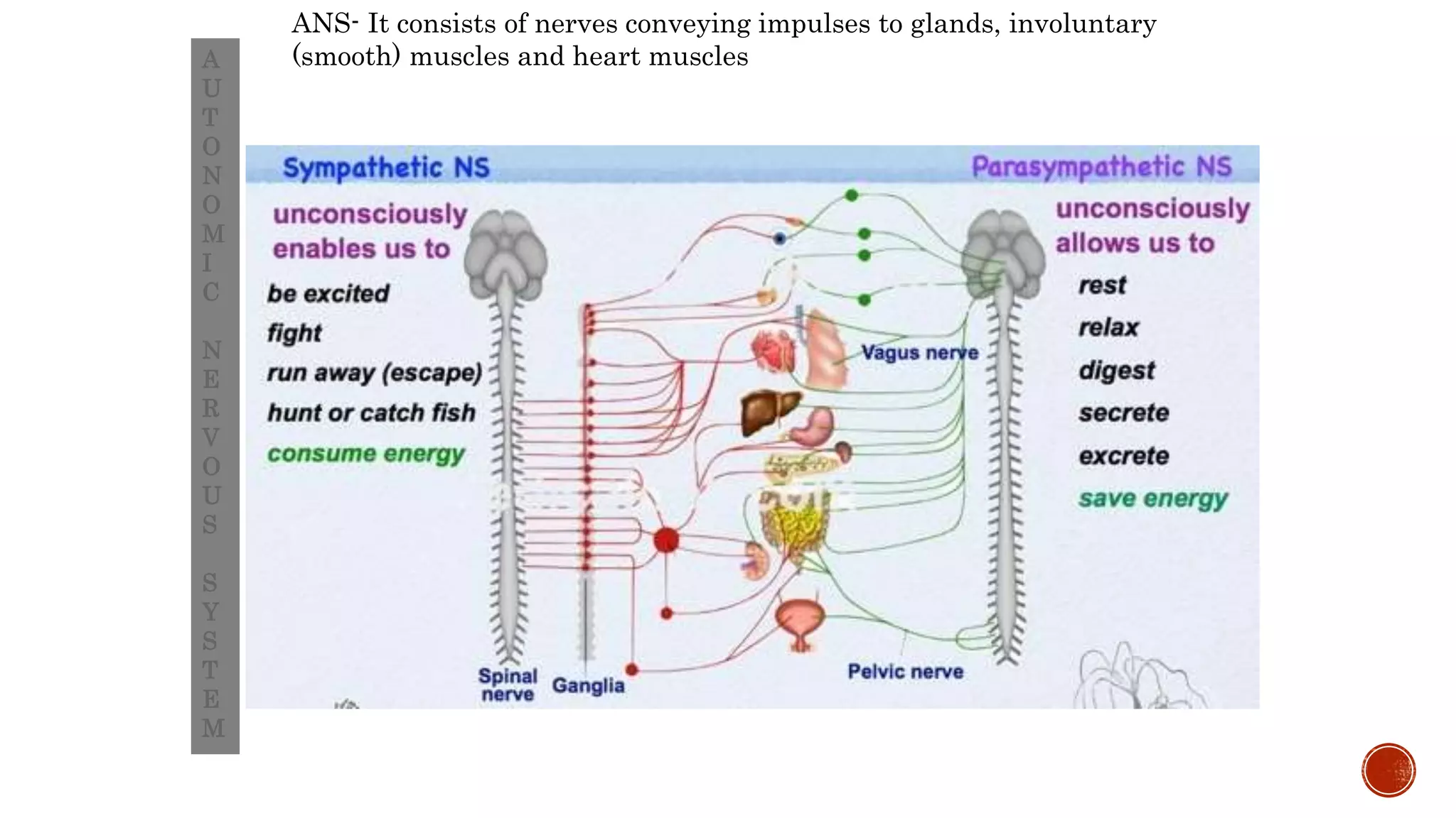 A
U
T
O
N
O
M
I
C
N
E
R
V
O
U
S
S
Y
S
T
E
M
ANS- It consists of nerves conveying impulses to glands, involuntary
(smooth) muscles and heart muscles
 