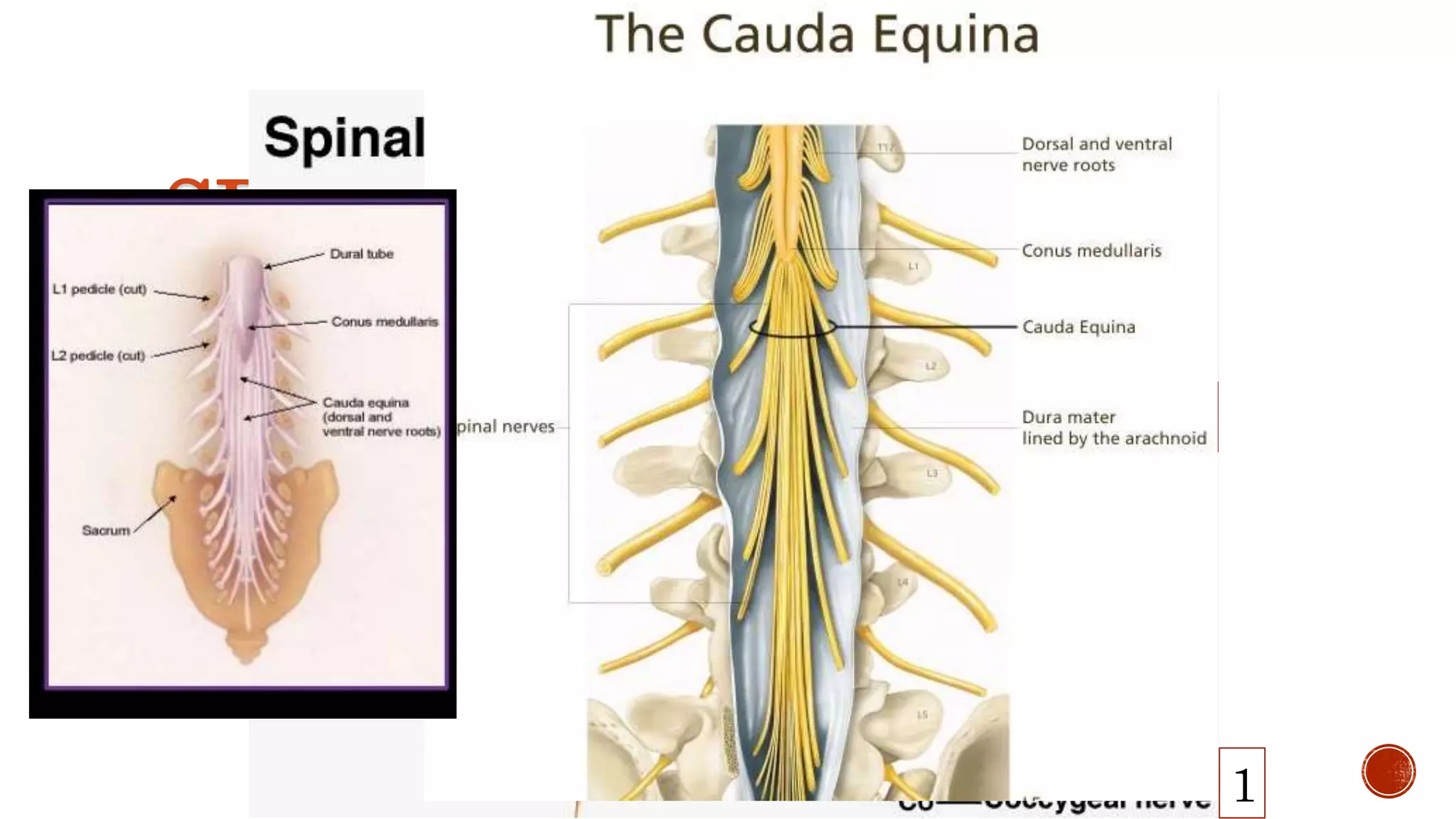 SPIN
AL
NERV
ES: 31
PAIRS
8
12
5
5
1
 