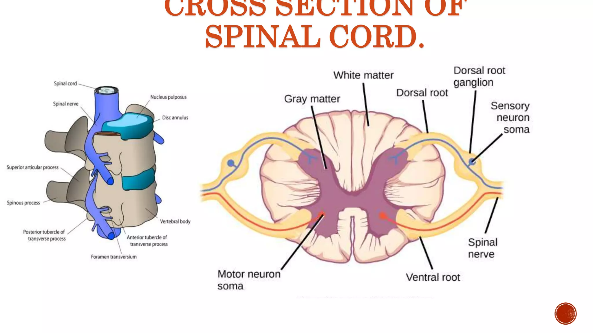 CROSS SECTION OF
SPINAL CORD.
 