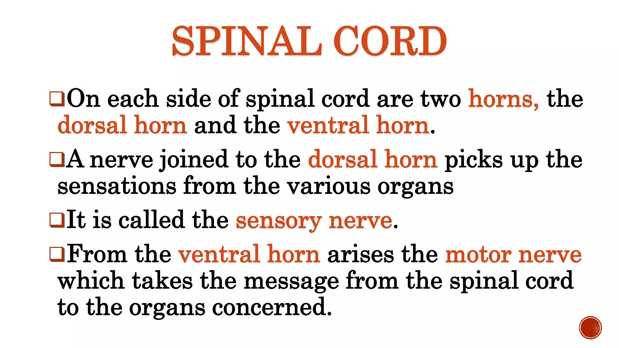 SPINAL CORD
On each side of spinal cord are two horns, the
dorsal horn and the ventral horn.
A nerve joined to the dorsal horn picks up the
sensations from the various organs
It is called the sensory nerve.
From the ventral horn arises the motor nerve
which takes the message from the spinal cord
to the organs concerned.
 
