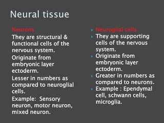 Neurons
They are structural &
functional cells of the
nervous system.
Originate from
embryonic layer
ectoderm.
Lesser in numbers as
compared to neuroglial
cells.
Example: Sensory
neuron, motor neuron,
mixed neuron.
 Neuroglial cells
 They are supporting
cells of the nervous
system.
 Originate from
embryonic layer
ectoderm.
 Greater in numbers as
compared to neurons.
 Example : Ependymal
cell, schwann cells,
microglia.
 