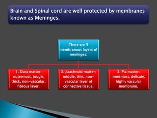 There are 3
membranous layers of
meninges:
1. Dura matter:
outermost, tough,
thick, non-vascular,
fibrous layer.
2. Arachnoid matter:
middle, thin, non-
vascular layer of
connective tissue.
3. Pia matter:
innermost, delicate,
highly vascular
membrane.
Brain and Spinal cord are well protected by membranes
known as Meninges.
 
