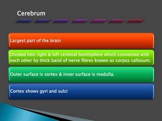 Largest part of the brain
Divided into right & left cerebral hemisphere which connected with
each other by thick band of nerve fibres known as corpus callosum.
Outer surface is cortex & inner surface is medulla.
Cortex shows gyri and sulci
Cerebrum
 