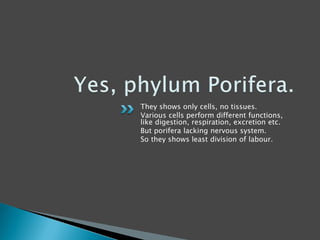 They shows only cells, no tissues.
Various cells perform different functions,
like digestion, respiration, excretion etc.
But porifera lacking nervous system.
So they shows least division of labour.
 