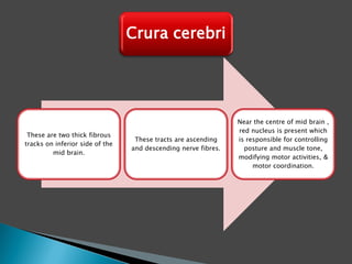 These are two thick fibrous
tracks on inferior side of the
mid brain.
These tracts are ascending
and descending nerve fibres.
Near the centre of mid brain ,
red nucleus is present which
is responsible for controlling
posture and muscle tone,
modifying motor activities, &
motor coordination.
Crura cerebri
 