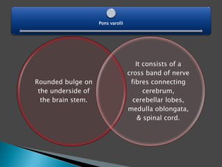 Rounded bulge on
the underside of
the brain stem.
It consists of a
cross band of nerve
fibres connecting
cerebrum,
cerebellar lobes,
medulla oblongata,
& spinal cord.
Pons varolli
 