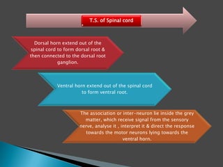 Dorsal horn extend out of the
spinal cord to form dorsal root &
then connected to the dorsal root
ganglion.
Ventral horn extend out of the spinal cord
to form ventral root.
The association or inter-neuron lie inside the grey
matter, which receive signal from the sensory
nerve, analyse it , interpret it & direct the response
towards the motor neurons lying towards the
ventral horn.
T.S. of Spinal cord
 