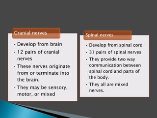 • Develop from brain
• 12 pairs of cranial
nerves
• These nerves originate
from or terminate into
the brain.
• They may be sensory,
motor, or mixed
Cranial nerves
• Develop from spinal cord
• 31 pairs of spinal nerves
• They provide two way
communication between
spinal cord and parts of
the body.
• They all are mixed
nerves.
Spinal nerves
 