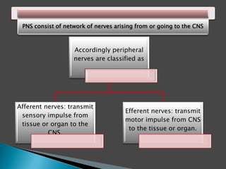 Accordingly peripheral
nerves are classified as
Afferent nerves: transmit
sensory impulse from
tissue or organ to the
CNS.
Efferent nerves: transmit
motor impulse from CNS
to the tissue or organ.
PNS consist of network of nerves arising from or going to the CNS
 