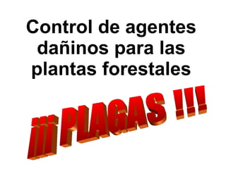 Control de agentes dañinos para las plantas forestales ¡¡¡ PLAGAS !!! 