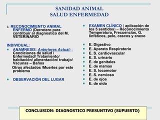 SANIDAD ANIMAL  SALUD ENFERMEDAD  3.  RECONOCIMIENTO ANIMAL ENFERMO   (Derrotero para contribuir al diagnostico del M. VETERINARIO INDIVIDUAL:  ANAMNESIS :  Anteriores Actual:   :   Condiciones de salud / Enfermedad/ Tratamiento/ habitación/ alimentación/ trabajo/ Vacunas – Baños  Otros afectados /Muertes por este problema   OBSERVACIÓN DEL LUGAR  EXAMEN CLÍNICO  (  aplicación de   los 5 sentidos ) –  Reconocimiento Temperatura, Frecuencias, G. linfáticos, pelo, cascos y anexo  E. Digestivo  E. Aparato Respiratorio  E. S. cardiovascular  E. S. urinario E. de genitales  E. de mamas E. S. locomotor  E. S. nervioso  E. de ojos  E. de oído  CONCLUSION: DIAGNOSTICO PRESUNTIVO (SUPUESTO)  