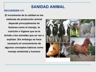 SANIDAD ANIMAL RECUERDEN !!!!! El incremento de la calidad en los sistemas de producción animal depende principalmente de factores como el manejo, la nutrición e higiene que se le brinde a los animales que se van a explotar. Sin embargo se hace necesario el conocimiento de algunos conceptos básicos como manejo ambiental y humano 