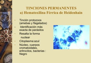 TINCIONES PERMANENTES
a) Hematoxilina Férrica de Heidenhain
- Tinción protozoos
(amebas y flagelados)
- Identificación más
exacta de parásitos
- Resalta la forma
nuclear
- Citoplasma:azul
- Núcleo, cuerpos
cromatoidales,
eritrocitos, bacterias :
Negro
 