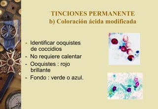 TINCIONES PERMANENTE
b) Coloración ácida modificada
- Identificar ooquistes
de coccidios
- No requiere calentar
- Ooquistes : rojo
brillante
- Fondo : verde o azul.
 