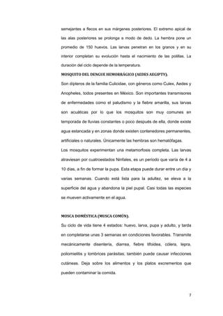 semejantes a flecos en sus márgenes posteriores. El extremo apical de

las alas posteriores se prolonga a modo de dedo. La hembra pone un

promedio de 150 huevos. Las larvas penetran en los granos y en su

interior completan su evolución hasta el nacimiento de las polillas. La

duración del ciclo depende de la temperatura.

MOSQUITO DEL DENGUE HEMORRÁGICO (AEDES AEGIPTY).

Son dípteros de la familia Culicidae, con géneros como Culex, Aedes y

Anopheles, todos presentes en México. Son importantes transmisores

de enfermedades como el paludismo y la fiebre amarilla, sus larvas

son acuáticas por lo que los mosquitos son muy comunes en

temporada de lluvias constantes o poco después de ella, donde existe

agua estancada y en zonas donde existen contenedores permanentes,

artificiales o naturales. Únicamente las hembras son hematófagas.

Los mosquitos experimentan una metamorfosis completa. Las larvas

atraviesan por cuatroestados Ninfales, es un período que varía de 4 a

10 días, a fin de formar la pupa. Esta etapa puede durar entre un día y

varias semanas. Cuando está lista para la adultez, se eleva a la

superficie del agua y abandona la piel pupal. Casi todas las especies

se mueven activamente en el agua.



MOSCA DOMÉSTICA (MUSCA COMÚN).

Su ciclo de vida tiene 4 estados: huevo, larva, pupa y adulto, y tarda

en completarse unas 3 semanas en condiciones favorables. Transmite

mecánicamente disentería, diarrea, fiebre tifoidea, cólera, lepra,

poliomielitis y lombrices parásitas; también puede causar infecciones

cutáneas. Deja sobre los alimentos y los platos excrementos que

pueden contaminar la comida.




                                                                     7
 