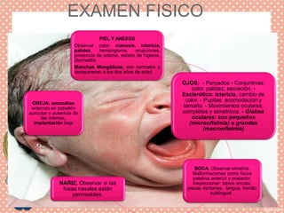 EXAMEN FISICO
PIEL Y ANEXOS
Observar color: cianosis, ictericia,
palidez, hemangioma, erupciones,
presencia de edema, estado de higiene,
Dermatitis.
Manchas Mongólicas, son normales y
desaparecen a los dos años de edad.
OJOS: - Parpados - Conjuntivas:
color, palidez, secreción. -
Esclerótica: ictericia, cambio de
color. - Pupilas: acomodación y
tamaño. - Movimientos oculares:
completos y simétricos. - Globos
oculares: son pequeños
(microoftalmia) o grandes
(macrooftalmia)
BOCA, Observar simetría.
Malformaciones como fisura
palatina anterior y posterior.
Inspeccionar: labios encías,
piezas dentarias, lengua, frenillo
sublingual .
NARIZ, Observar si las
fosas nasales están
permeables.
OREJA: anomalías
externas en pabellón
auricular o ausencia de
las mismas,
implantación baja
 