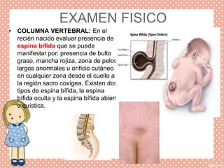 EXAMEN FISICO
• COLUMNA VERTEBRAL: En el
recién nacido evaluar presencia de
espina bífida que se puede
manifestar por: presencia de bulto
graso, mancha rojiza, zona de pelos
largos anormales u orificio cutáneo
en cualquier zona desde el cuello a
la región sacro coxígea. Existen dos
tipos de espina bífida, la espina
bífida oculta y la espina bífida abierta
o quística.
•
 